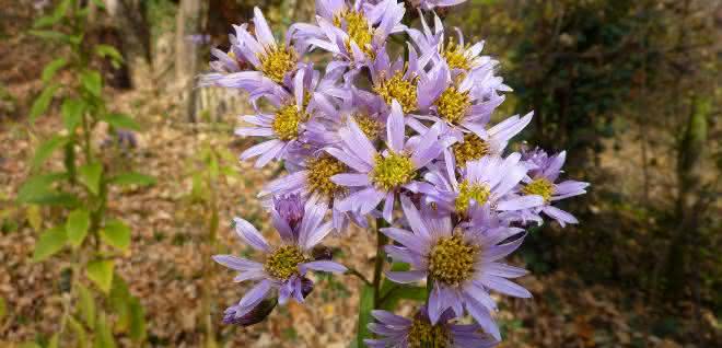 Die Tataren-Aster (Aster tataricus) enthält den Arzneistoff Astin nur, wenn sie den produzierenden Pilz C. asteris beherbergt.