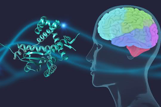 Chaperone schützen das Parkinson-Protein α-Synuclein im Gehirn.