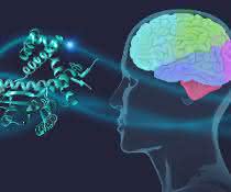 Chaperone schützen das Parkinson-Protein α-Synuclein im Gehirn. Chaperone schützen das Parkinson-Protein α-Synuclein im Gehirn.