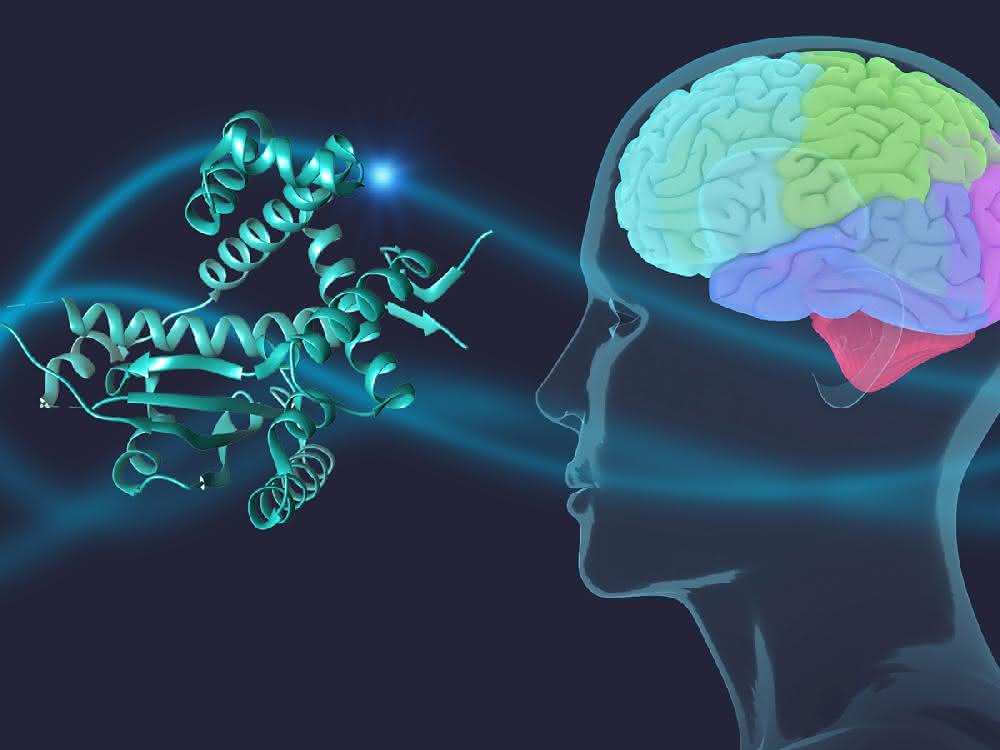 Chaperone schützen das Parkinson-Protein α-Synuclein im Gehirn.