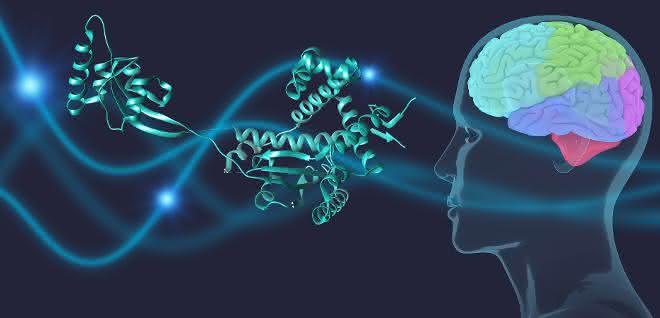 Chaperone schützen das Parkinson-Protein α-Synuclein im Gehirn.