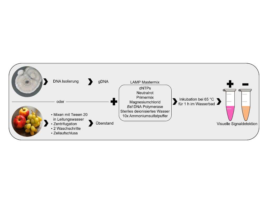 Bild 1: Schema der Probenvorbereitung und LAMP-Reaktion.