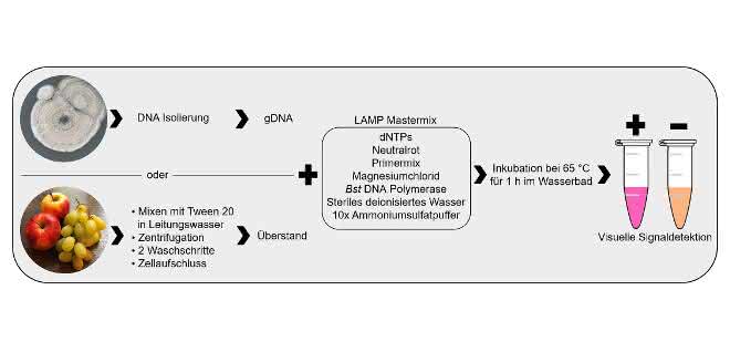 Bild 1: Schema der Probenvorbereitung und LAMP-Reaktion.