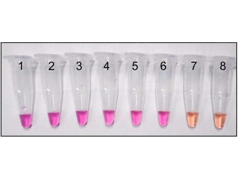 Bild 3: LAMP-Assay mit zehnfacher Verdünnungsreihe genomischer DNA von Penicillium expansum von 250 ng/Reaktion (1) bis 25 fg/Reaktion (8) [18]. Pink = positive Reaktion, orange = negative Reaktion.