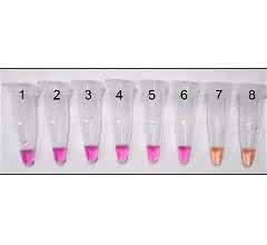 Bild 3: LAMP-Assay mit zehnfacher Verdünnungsreihe genomischer DNA von Penicillium expansum von 250 ng/Reaktion (1) bis 25 fg/Reaktion (8) [18]. Pink = positive Reaktion, orange = negative Reaktion.
