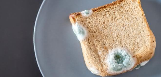Schimmelpilz auf einem Toastbrot