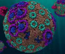 Kugelrund ist das Modell des Chromatophors, für das die Wissenschaftler Rechner mit einer enormen Kapazität nutzten. Die Simulation verhält sich genauso wie ihr Gegenstück in der Natur. Kugelrund ist das Modell des Chromatophors, für das die Wissenschaftler Rechner mit einer enormen Kapazität nutzten. Die Simulation verhält sich genauso wie ihr Gegenstück in der Natur.