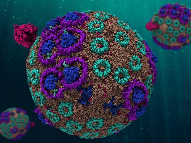 Kugelrund ist das Modell des Chromatophors, für das die Wissenschaftler Rechner mit einer enormen Kapazität nutzten. Die Simulation verhält sich genauso wie ihr Gegenstück in der Natur.