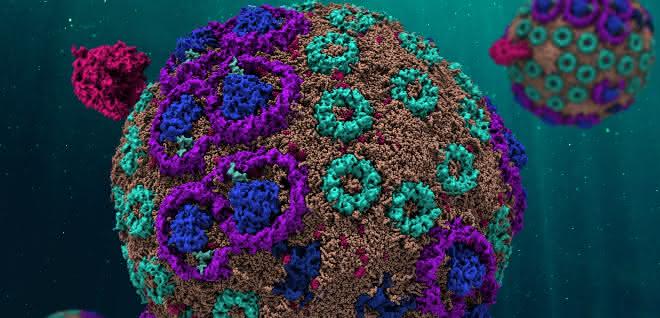 Kugelrund ist das Modell des Chromatophors, für das die Wissenschaftler Rechner mit einer enormen Kapazität nutzten. Die Simulation verhält sich genauso wie ihr Gegenstück in der Natur.