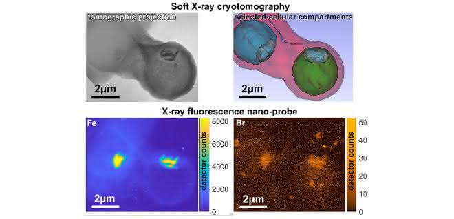 Bilder der Kombination mehrerer Messmethoden an den Synchrotronquellen BESSY II, ALBA und ESRF