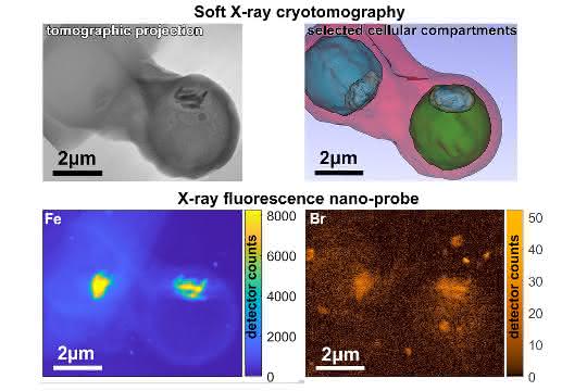 Bilder der Kombination mehrerer Messmethoden an den Synchrotronquellen BESSY II, ALBA und ESRF