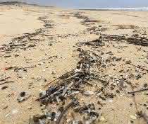 Microplastics