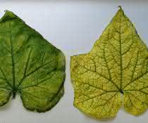 Blätter einer mit CABYV infizierten Pflanze mit Symptomen des Chlorophyllmangels Blätter einer mit CABYV infizierten Pflanze mit Symptomen des Chlorophyllmangels
