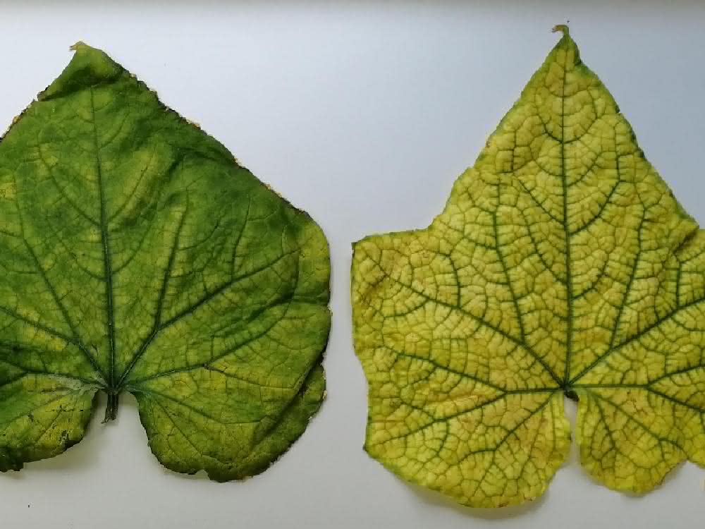 Blätter einer mit CABYV infizierten Pflanze mit Symptomen des Chlorophyllmangels