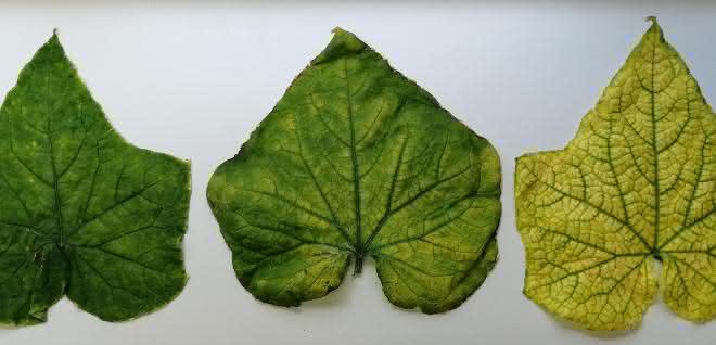 Blätter einer mit CABYV infizierten Pflanze mit Symptomen des Chlorophyllmangels