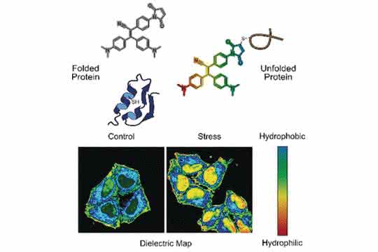 In gestressten Zellen sammeln sich häufig inaktive Proteine, die fehlgefaltet und entfaltet sind. Eine Sonde bindet an die fehlgefalteten Proteine und zeigt sie mittels Fluoreszenzsignal an.