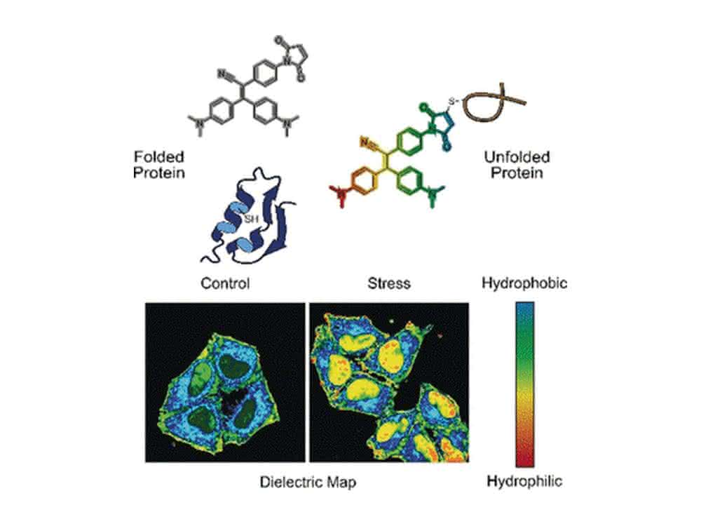 In gestressten Zellen sammeln sich häufig inaktive Proteine, die fehlgefaltet und entfaltet sind. Eine Sonde bindet an die fehlgefalteten Proteine und zeigt sie mittels Fluoreszenzsignal an.