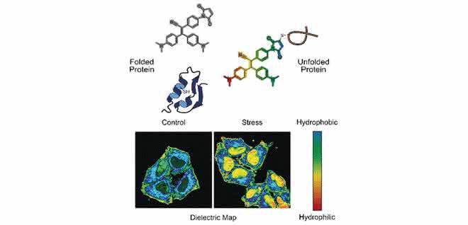 In gestressten Zellen sammeln sich häufig inaktive Proteine, die fehlgefaltet und entfaltet sind. Eine Sonde bindet an die fehlgefalteten Proteine und zeigt sie mittels Fluoreszenzsignal an.
