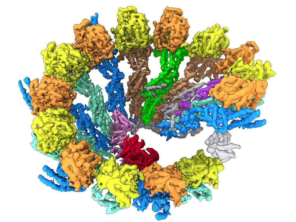 Cryo-EM-Struktur der γ-TuRC Spirale. Die verschiedenen Bestandteile des Komplexes wurden unterschiedlich eingefärbt. Cryo-EM-Struktur der γ-TuRC Spirale. Die verschiedenen Bestandteile des Komplexes wurden unterschiedlich eingefärbt.