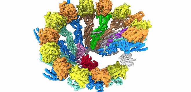 Cryo-EM-Struktur der γ-TuRC Spirale. Die verschiedenen Bestandteile des Komplexes wurden unterschiedlich eingefärbt.