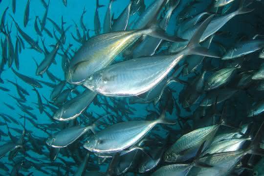 Fischschwarm