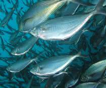Warnung vor verschwenderischem Verbrauch: Aquakulturen gefährden Phosphorbestände Fischschwarm