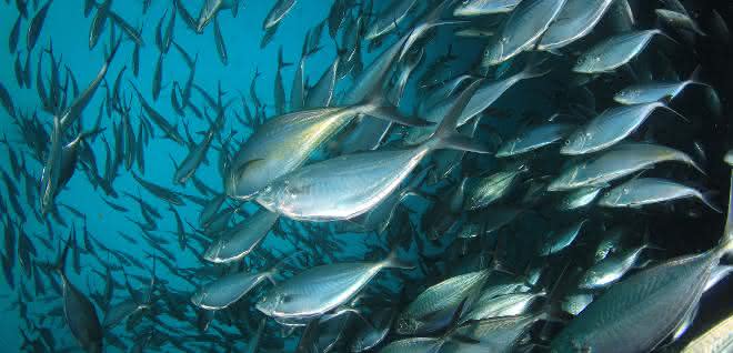 Warnung vor verschwenderischem Verbrauch: Aquakulturen gefährden Phosphorbestände Fischschwarm