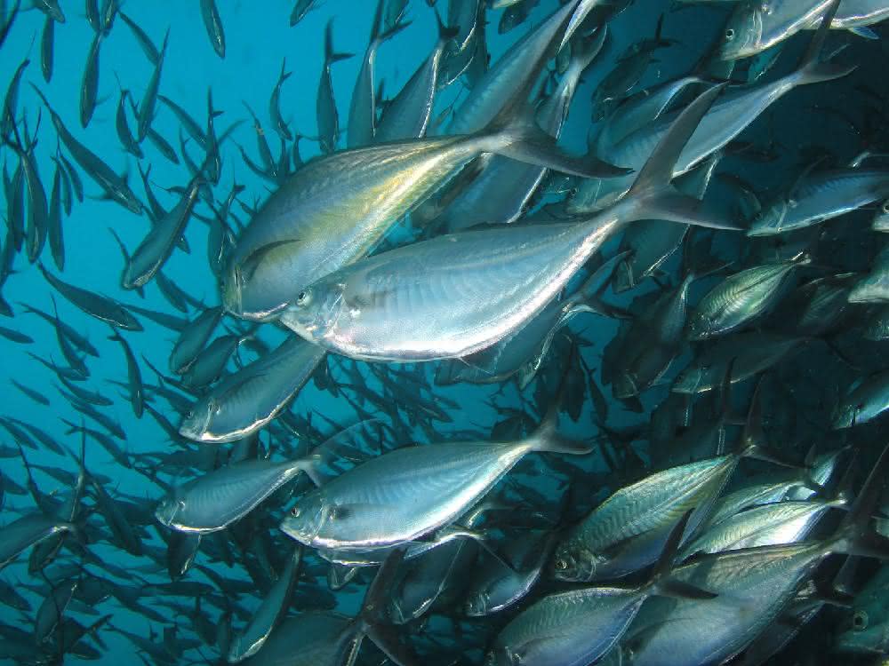 Fischschwarm