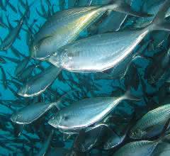 Fischschwarm