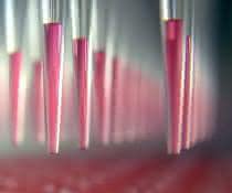 Für junge Wissenschaftler*innen: ELRIG-Posterpreis „Bioassay Development and Automation“ Automatisiertes Pipettieren