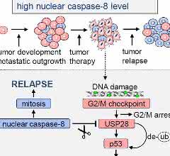 Ein neu entdeckter Mechanismus zeigt, wie das Enzym Caspase 8 am so genannten G2/M-Schadenskontrollpunkt die Wächterfunktion des Proteins p53 blockiert, den programmierten Zelltod verhindert und die geschädigten Krebszellen stattdessen in den Zellzyklus überführt.