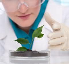 Nachhaltige Nutzung von Biomasse: DBFZ und UFZ veröffentlichen Stellungnahme zur Nationalen Bioökonomiestrategie Laborbild mit Pflanze auf Petrischale