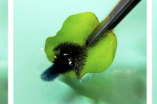 Schwarzer Öltropfen auf Wasseroberfläche wird von grünem Blatt adsorbiert.