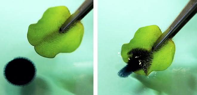 Ein Rohöltropfen auf einer Wasseroberfläche wird vom Schwimmfarn Salvinia adsorbiert. Schwarzer Öltropfen auf Wasseroberfläche wird von grünem Blatt adsorbiert.