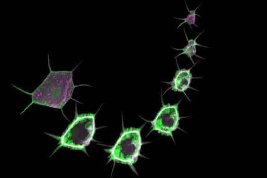 Wundheilung in Drosophila-Larve