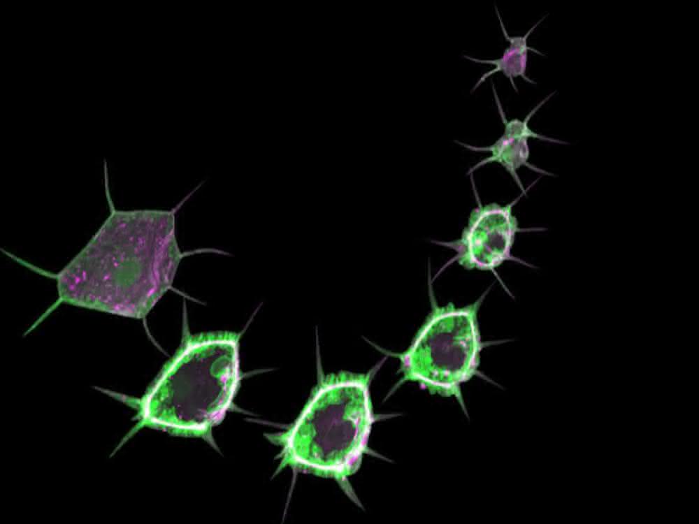 Wundheilung in Drosophila-Larve