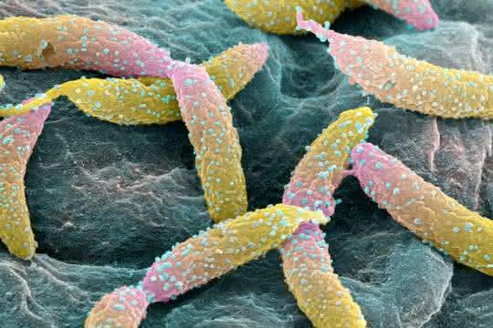 Caulobacter crescentus