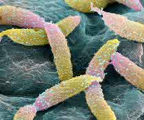 Das Signalmolekül c-di-GMP steuert die Zellteilung bei Caulobacter crescentus Caulobacter crescentus
