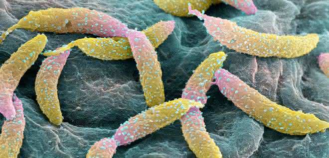 Caulobacter crescentus