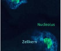 Die Größe des Nucleolus ist ein Altersmarker im Fadenwurm C. elegans Nucleolus des Fadenwurms C. elegans