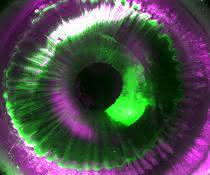Menschliches Auge