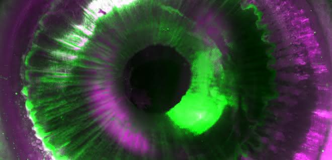 Menschliches Auge