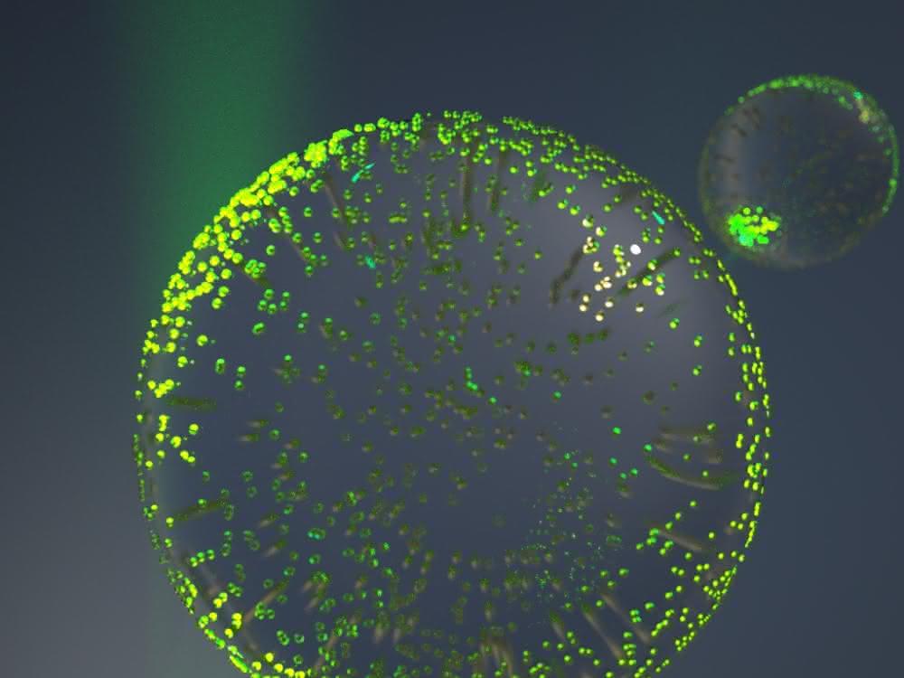 Polymerpartikel mit vielen Goldnanopartikeln (Grafik)