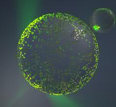 Polymerpartikel mit vielen Goldnanopartikeln (Grafik)
