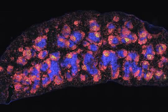 Milz einer Maus mit fluoreszierenden Antikörpern