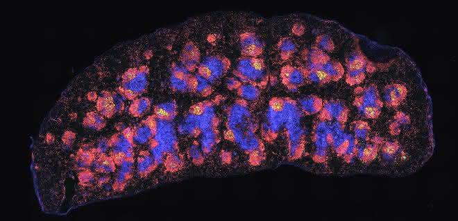 Milz einer Maus mit fluoreszierenden Antikörpern