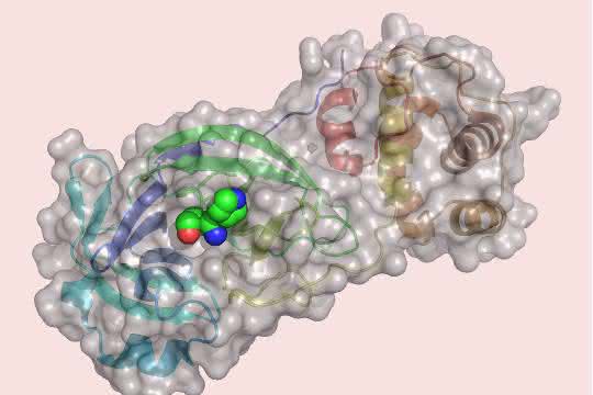Coronavirus mit zentraler Protease