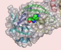 Basler Forschende haben mehr als 680 Millionen Substanzen an der zentralen Protease virtuell getestet Coronavirus mit zentraler Protease