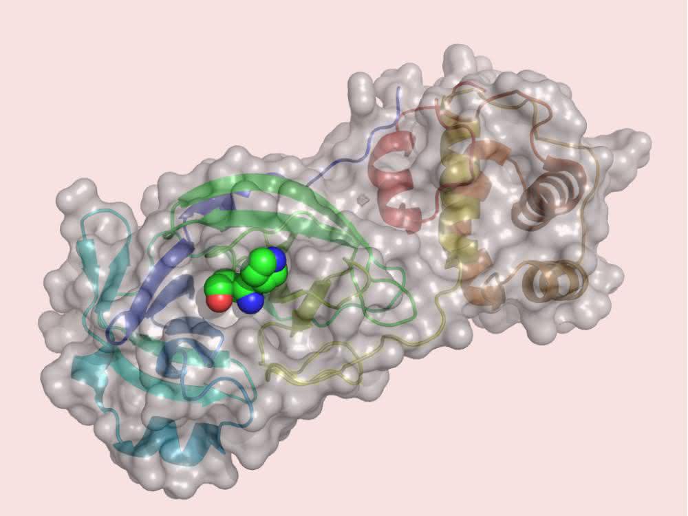 Coronavirus mit zentraler Protease