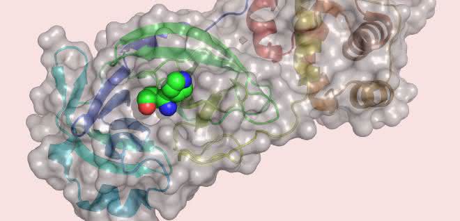 Coronavirus mit zentraler Protease